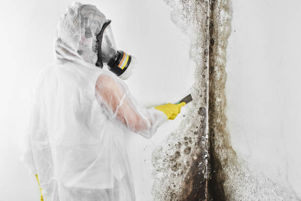 Professional Mold Removal in Mcclure, PA