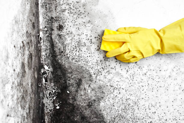 Best Black Mold Removal  in Mcclure, PA