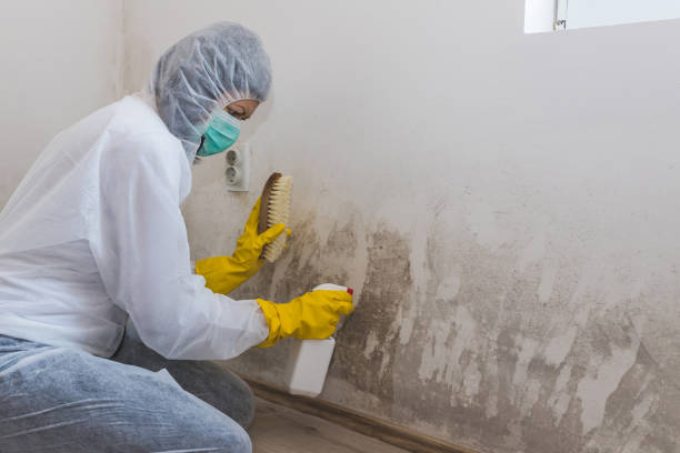 Best Certified Mold Removal  in Mcclure, PA