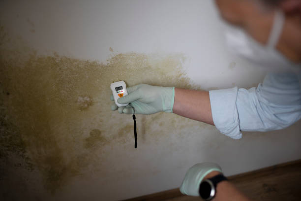 Best Home Mold Removal  in Mcclure, PA