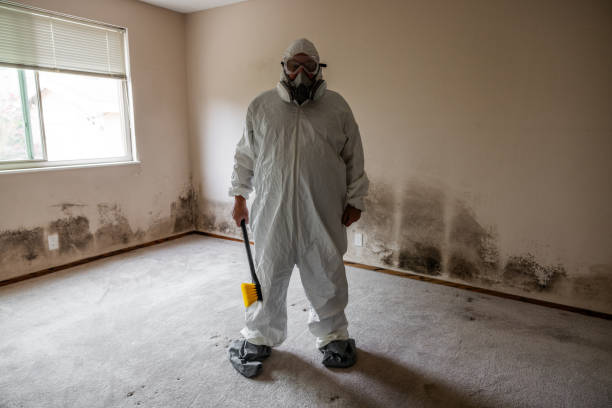 Mold Removal Process in Mcclure, PA