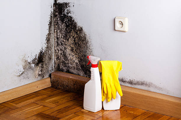 Best Mold Damage Repair  in Mcclure, PA